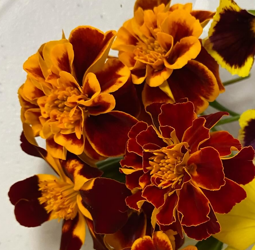 Edible marigolds