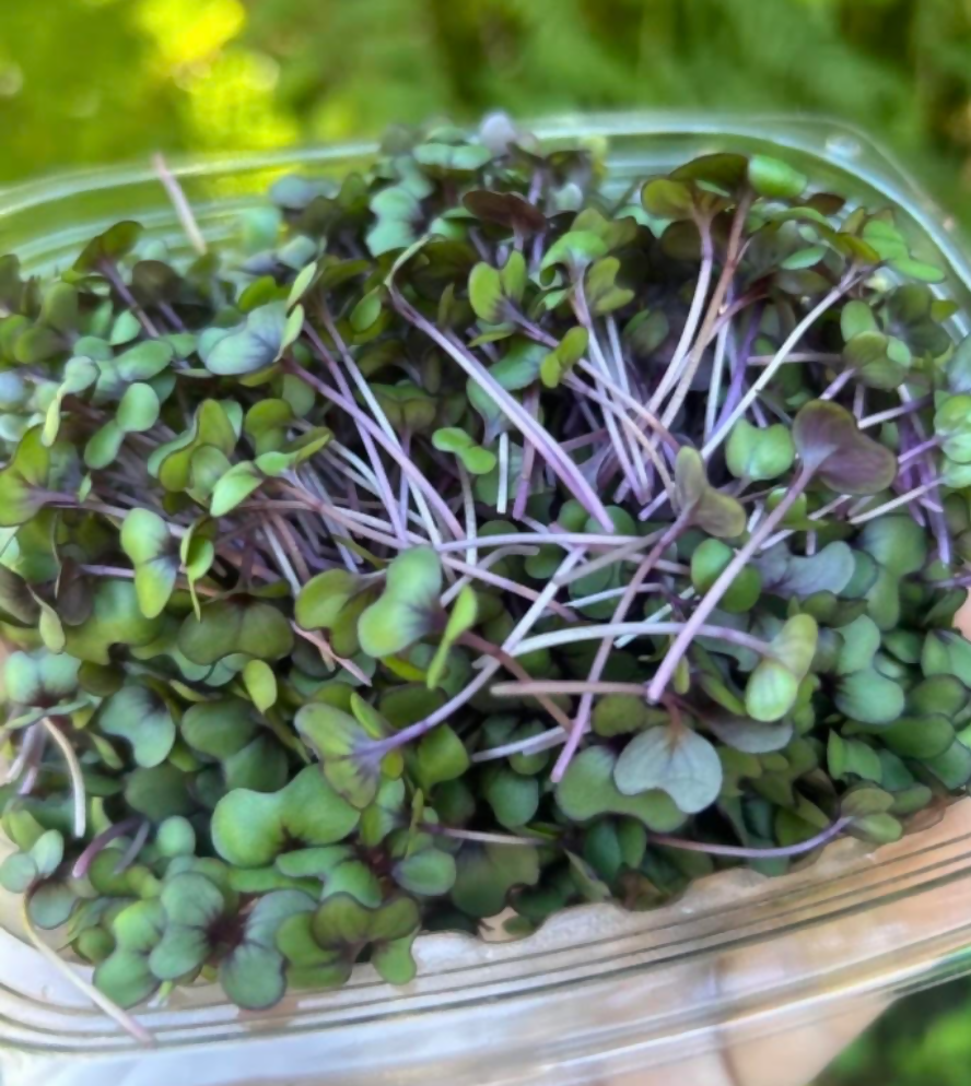 Red cabbage microgreens