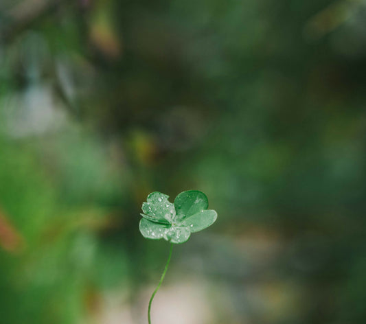 4-leaf clover