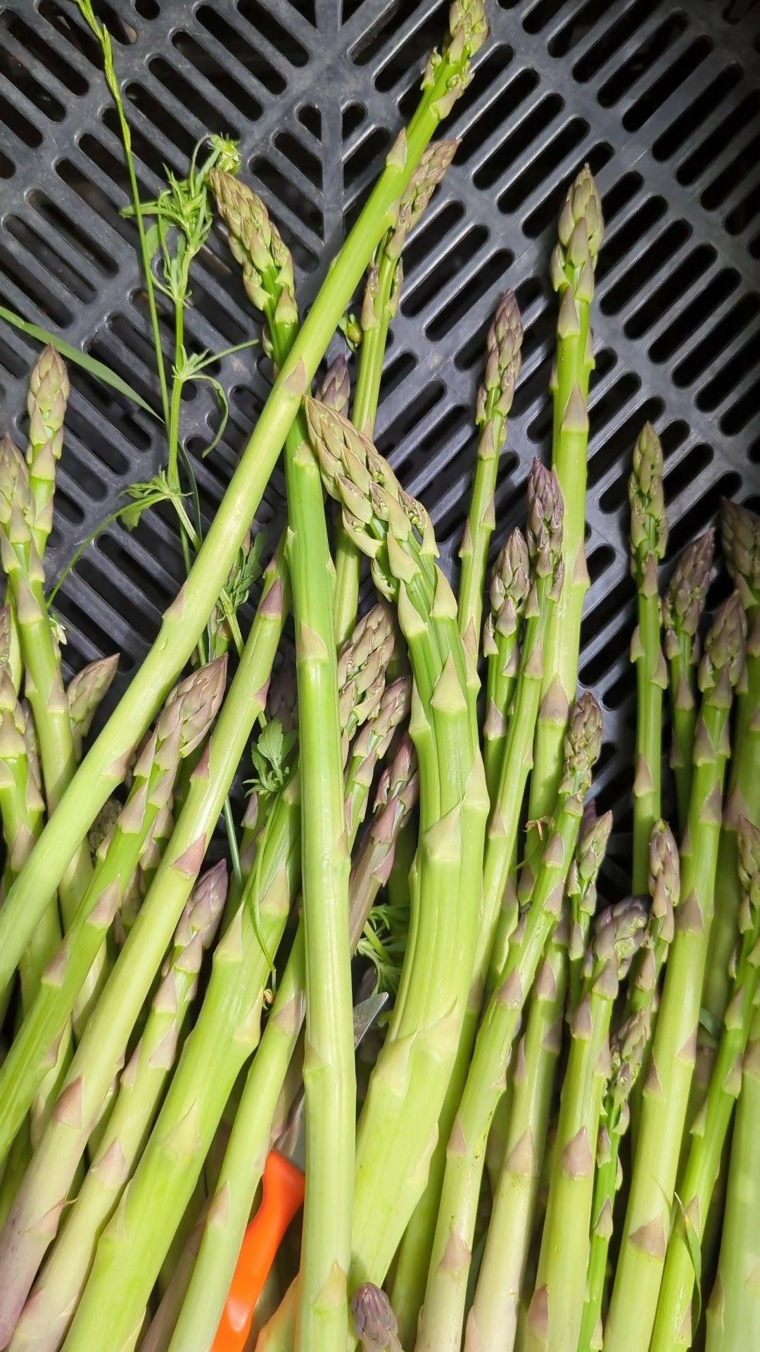 Asparagus