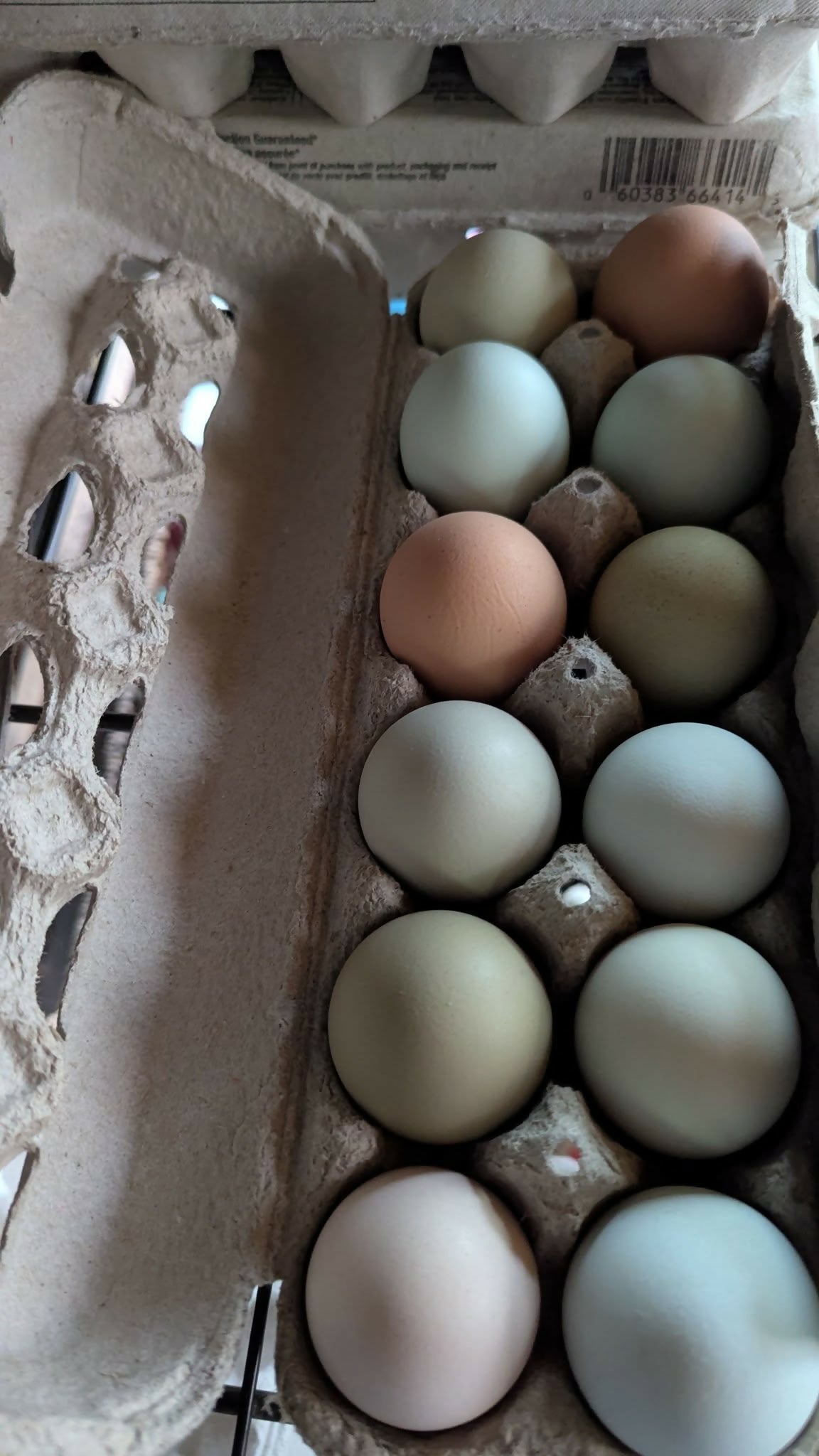 Farm fresh eggs