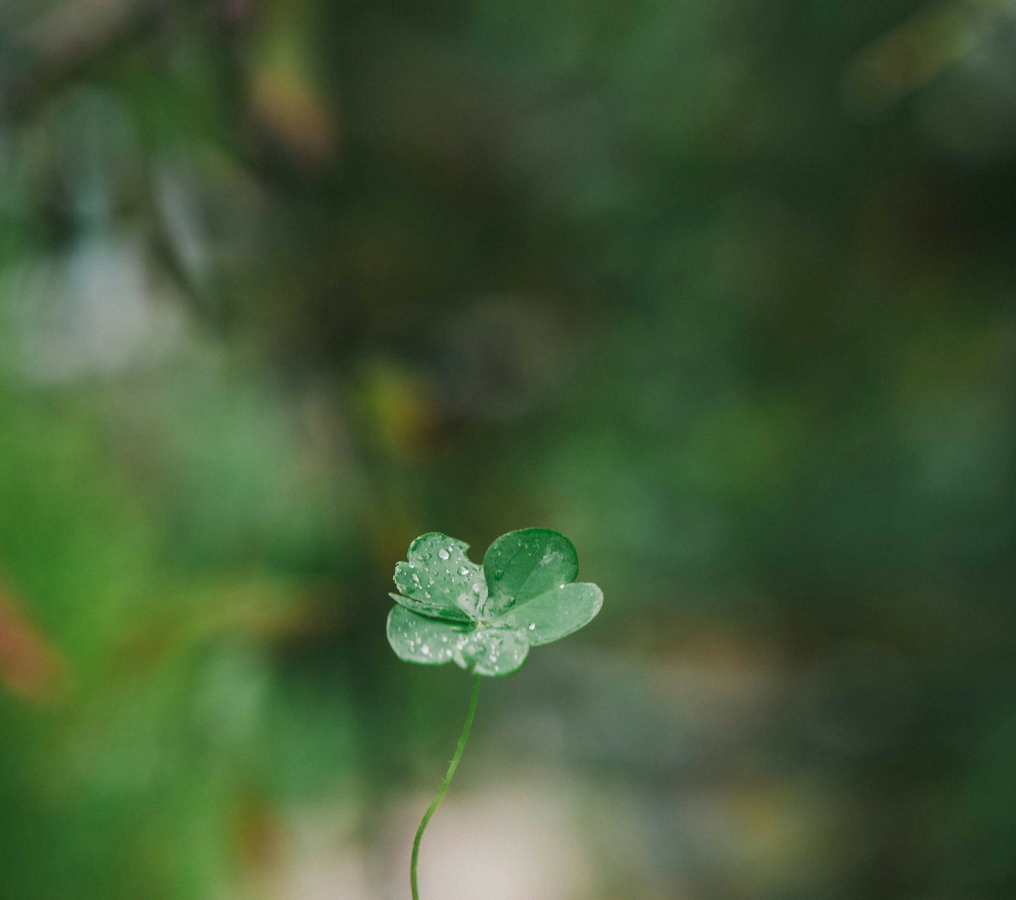 4-leaf clover (organic)
