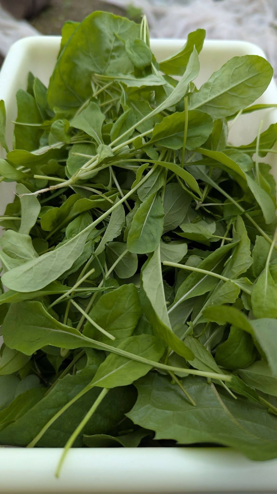 Baby arugula