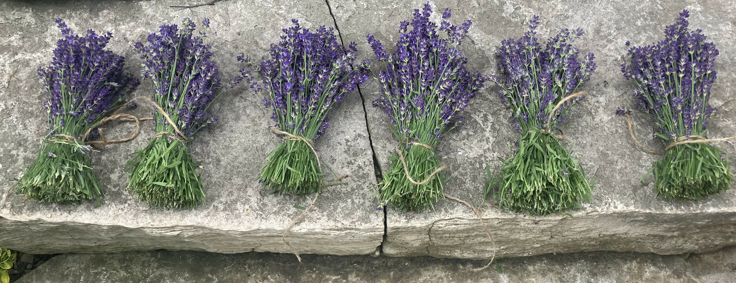 Lavender