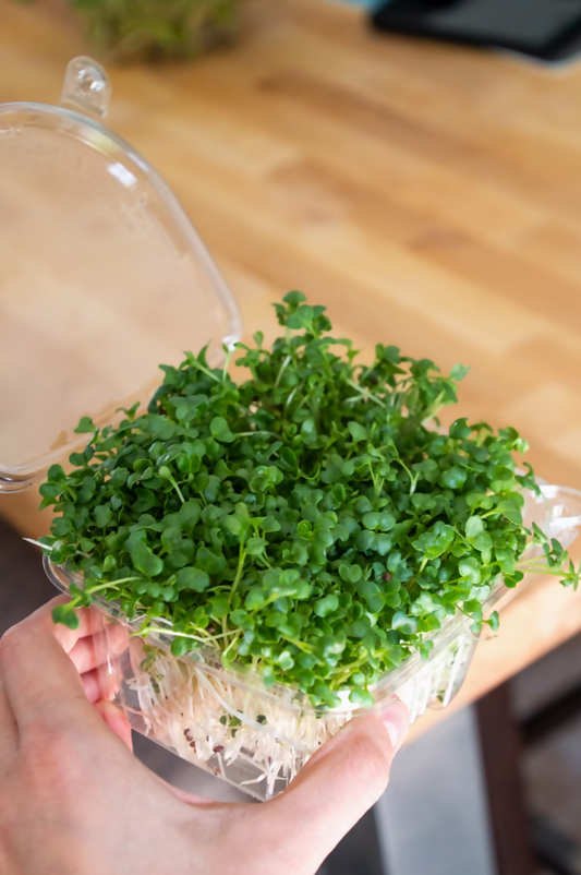 Broccoli microgreens